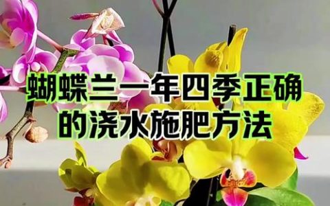 蝴蝶兰开花期怎么浇水？家庭养护全攻略