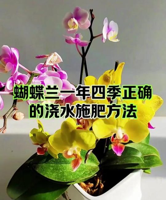 蝴蝶兰开花期怎么浇水？家庭养护全攻略