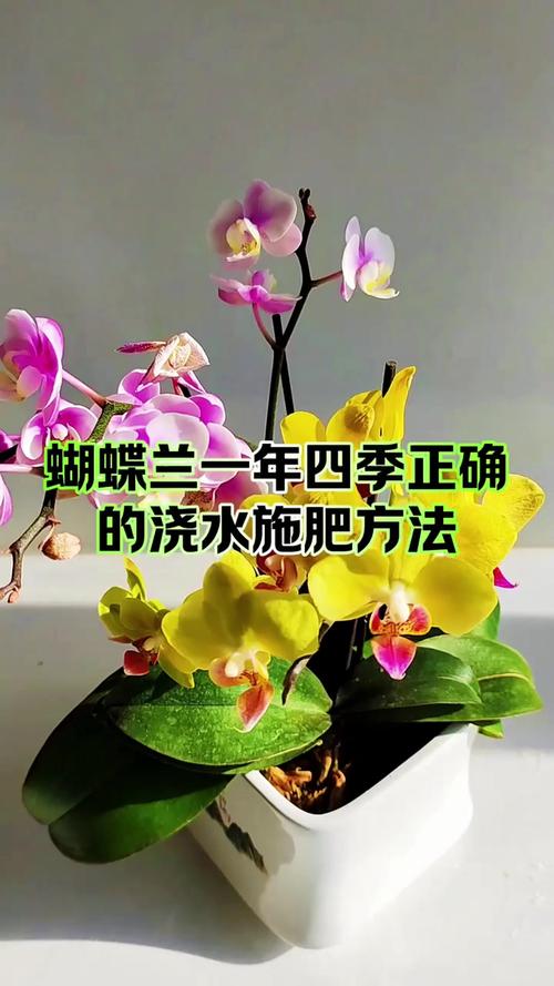 蝴蝶兰开花期怎么浇水?家庭养护全攻略 蝴蝶兰开花期怎么浇水?家庭养护全攻略