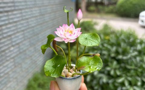 盆栽荷花土怎么配？科学配比与操作步骤详解