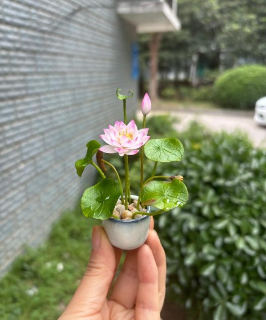 盆栽荷花土怎么配？科学配比与操作步骤详解