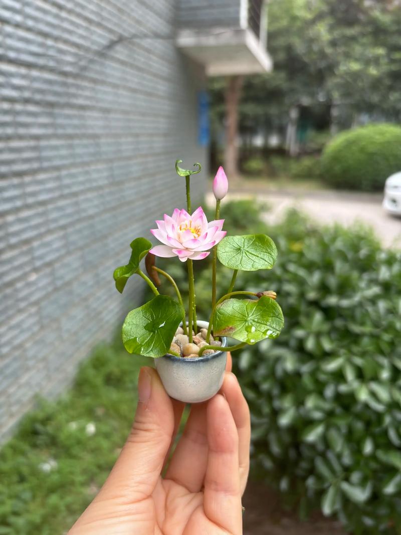 盆栽荷花土怎么配?科学配比与操作步骤详解 盆栽荷花土怎么配?科学配比与操作步骤详解