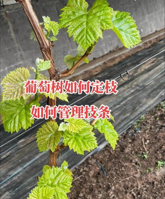 葡萄树移栽的最佳时间和方法：从选时到成活的完整技术指南
