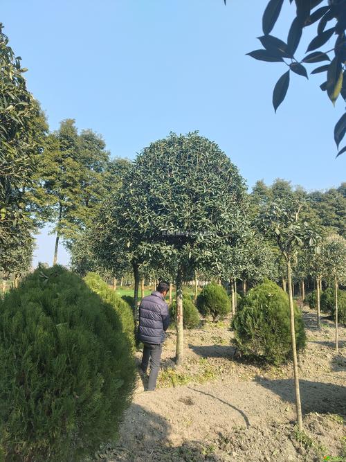 12公分桂花多少钱?2026年最新价格参考与影响因素全解析 季节:春季采购最划算,秋季绿化高峰期有溢价