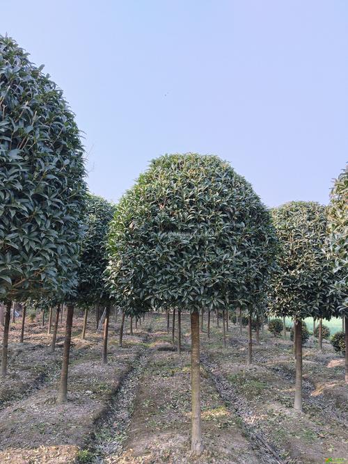 12公分桂花多少钱?2026年最新价格参考与影响因素全解析 产地:桂花主产区价格差异明显