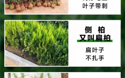 塔柏施肥技术详解与绿篱栽培关键参数