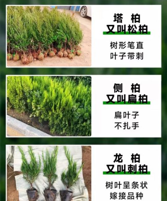 塔柏施肥技术详解与绿篱栽培关键参数