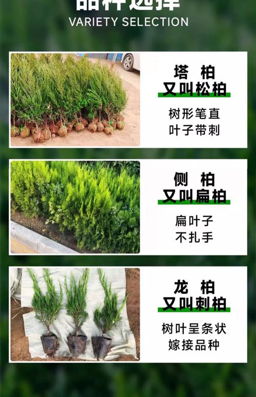 塔柏密植设计与修剪技术