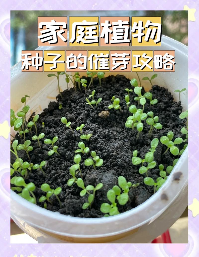 柚子的种子怎么种?家庭播种到出苗全流程实操指南 四、出苗管理:三叶期后逐步见光