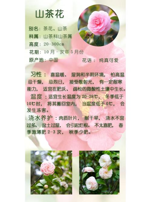 红山茶花寓意与养护指南:传统文化解读与科学种植方案 修剪促花系统指导