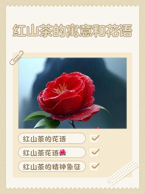 红山茶花寓意与养护指南:传统文化解读与科学种植方案 盆栽/地栽选择决策