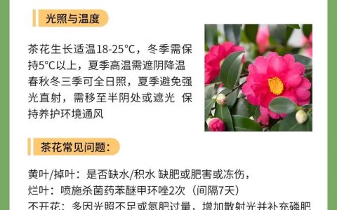 红山茶花寓意与养护指南：传统文化解读与科学种植方案