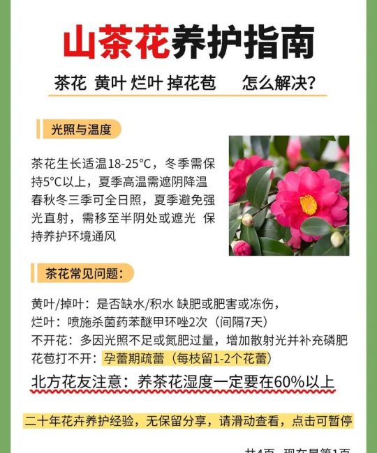 红山茶花寓意与养护指南：传统文化解读与科学种植方案