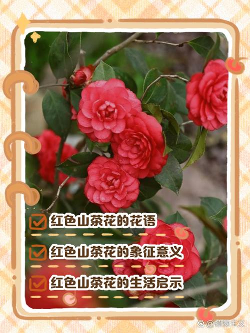 红山茶花寓意与养护指南:传统文化解读与科学种植方案 FAQ