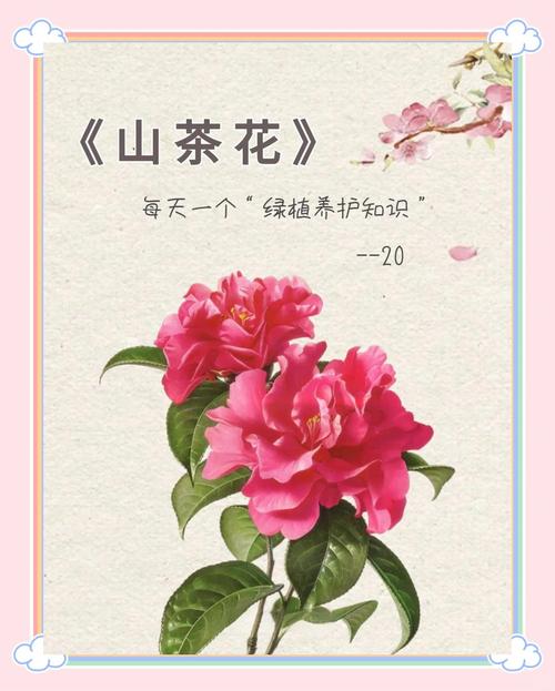 红山茶花寓意与养护指南:传统文化解读与科学种植方案 常见误区与纠正
