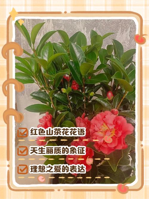 红山茶花寓意与养护指南:传统文化解读与科学种植方案 总结