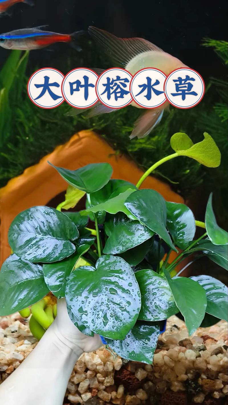 水塘种什么水草能净化水质?推荐这5种高效净化植物 选择标准:根据水深、水质目标、景观需求
