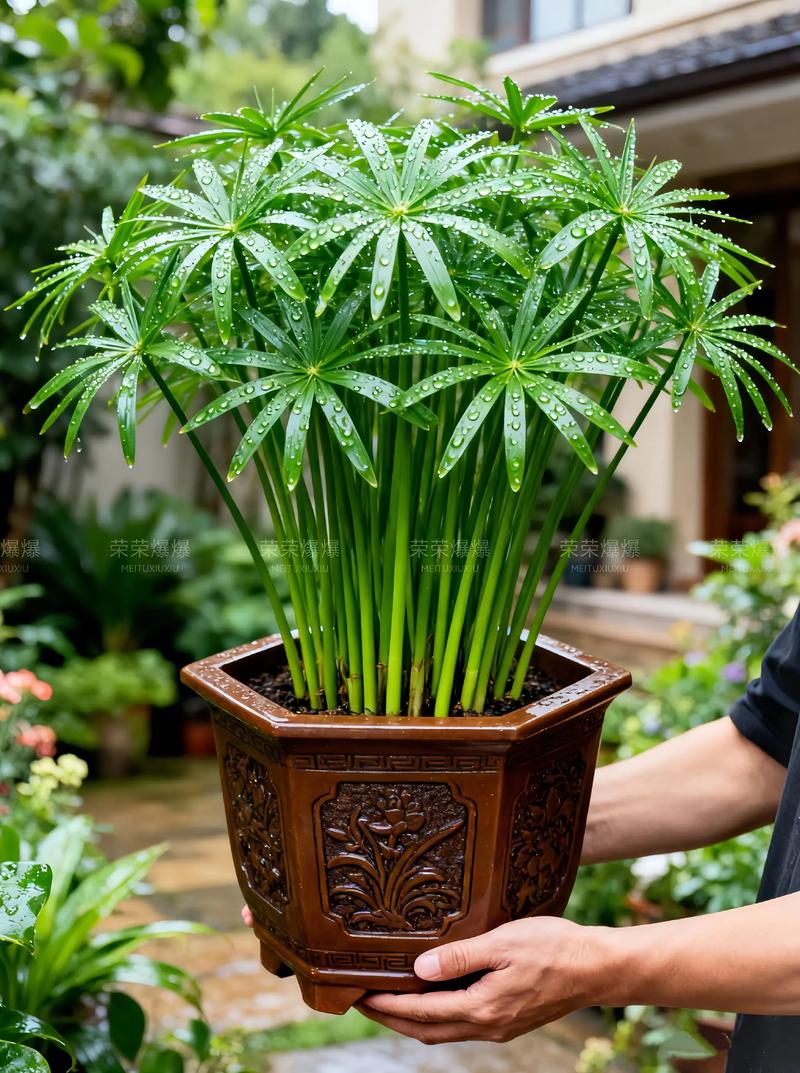 水塘种什么水草能净化水质?推荐这5种高效净化植物 FAQ