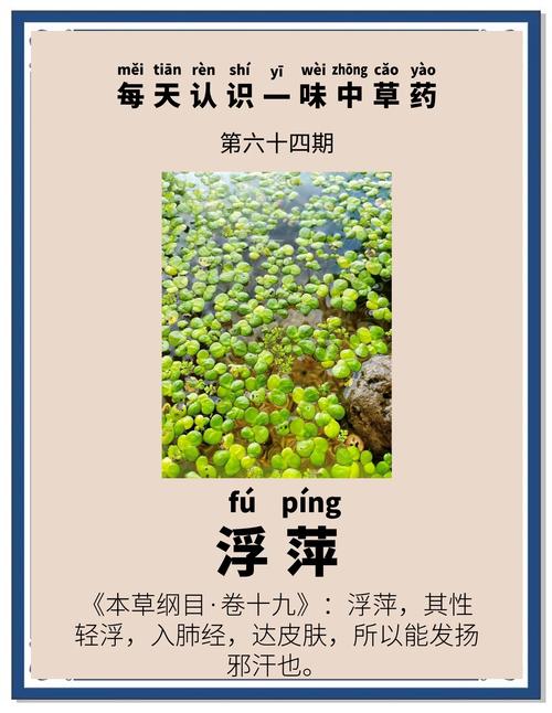 苦草漂在水面能活吗?沉水植物离底后的生存条件与挽救指南 苦草净化水质的效果与机制