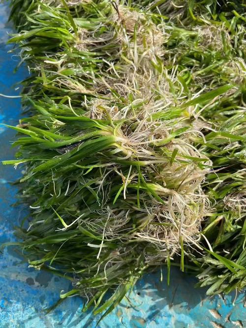 苦草漂在水面能活吗?沉水植物离底后的生存条件与挽救指南 常见错误操作