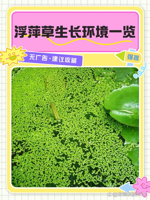 苦草漂在水面能活吗?沉水植物离底后的生存条件与挽救指南 常见问题解答(FAQ)