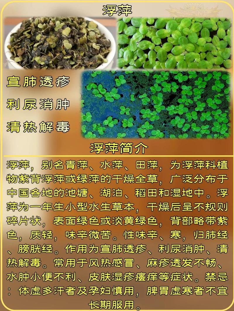 苦草漂在水面能活吗?沉水植物离底后的生存条件与挽救指南 总结:苦草漂浮并非死刑,关键在于根系状态