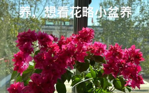三角梅开花时需要浇水吗？掌握这几点，花期不再掉花