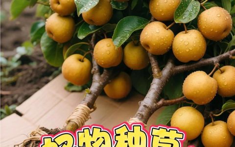秋月梨适合南方种植吗？南方引种技术要点与风险规避指南