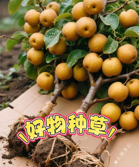 秋月梨适合南方种植吗？南方引种技术要点与风险规避指南