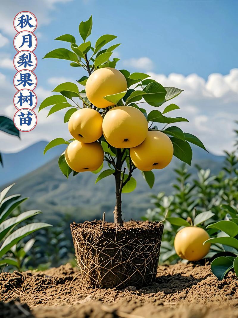 秋月梨适合南方种植吗?南方引种技术要点与风险规避指南 四、南方种植差异化养护日历
