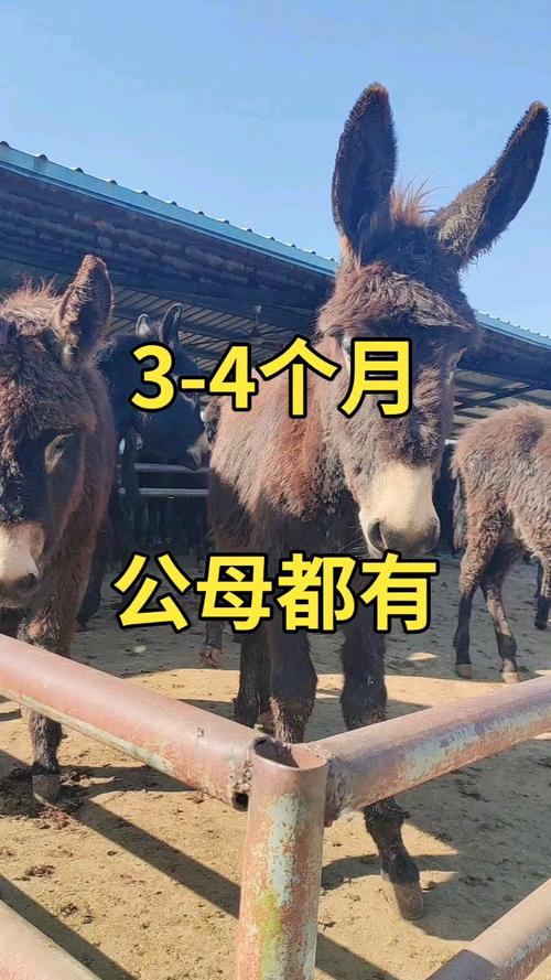 三个月驴苗多少钱一头?价格参考与影响因素详解 产地