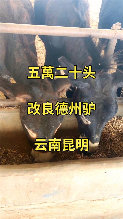 三个月驴苗多少钱一头?价格参考与影响因素详解 运输