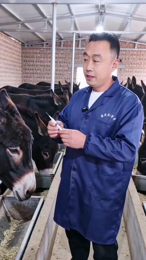 三个月驴苗多少钱一头?价格参考与影响因素详解 咨询指南