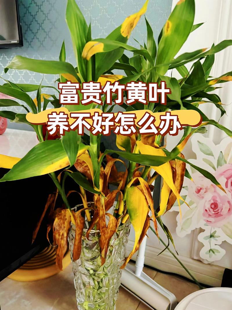 水培植物放什么肥料好?六步教你科学施肥,告别黄叶烂根 光照:水培植物同样需要适度的散射光