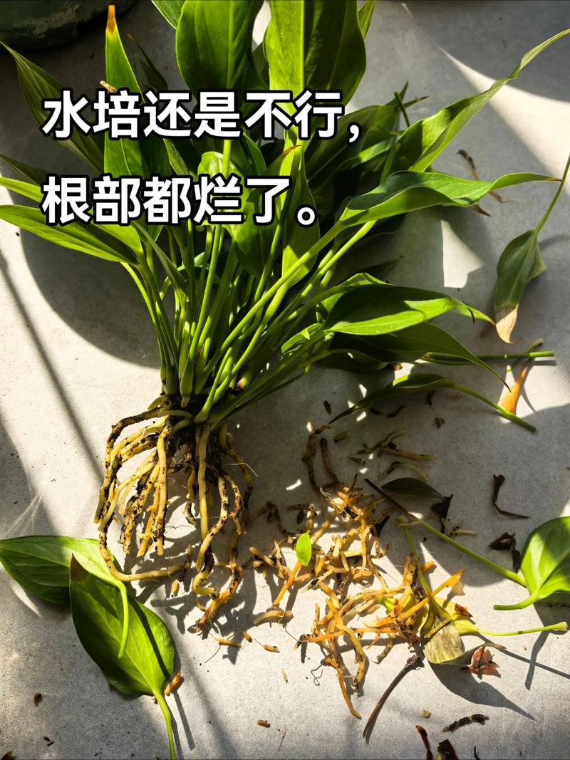 水培植物放什么肥料好?六步教你科学施肥,告别黄叶烂根 修剪:剪除老根、烂根和黄叶,维持营养通道