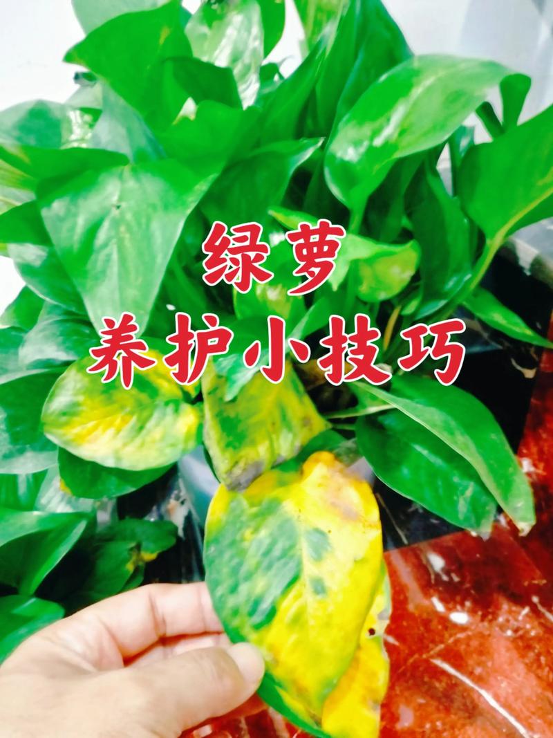 水培植物放什么肥料好?六步教你科学施肥,告别黄叶烂根 越冬越夏:温度变化影响肥料吸收效率