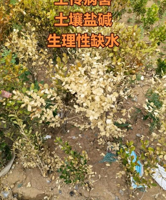 黄杨叶子发黄干枯是什么原因？权威诊断与急救方案