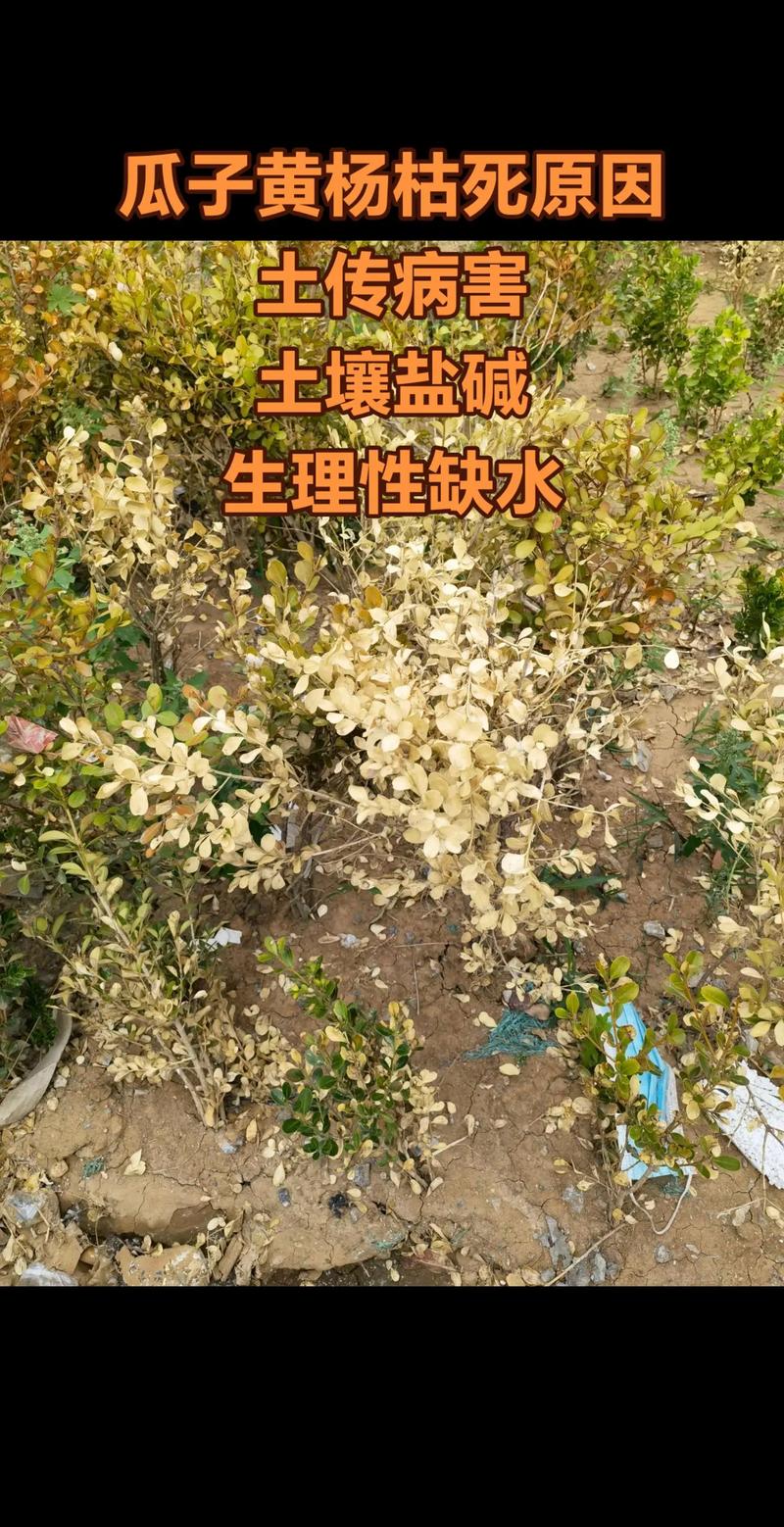 黄杨叶子发黄干枯是什么原因?权威诊断与急救方案 黄杨叶子发黄干枯是什么原因?权威诊断与急救方案