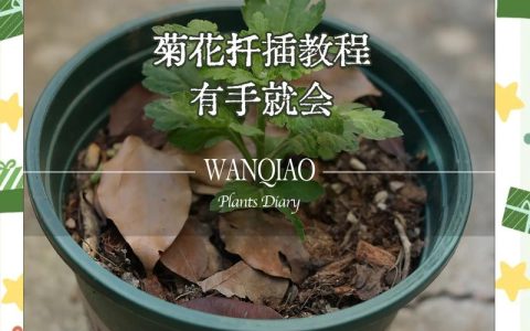 怎么给花松土不伤根？掌握这5个技巧，根系安全又透气