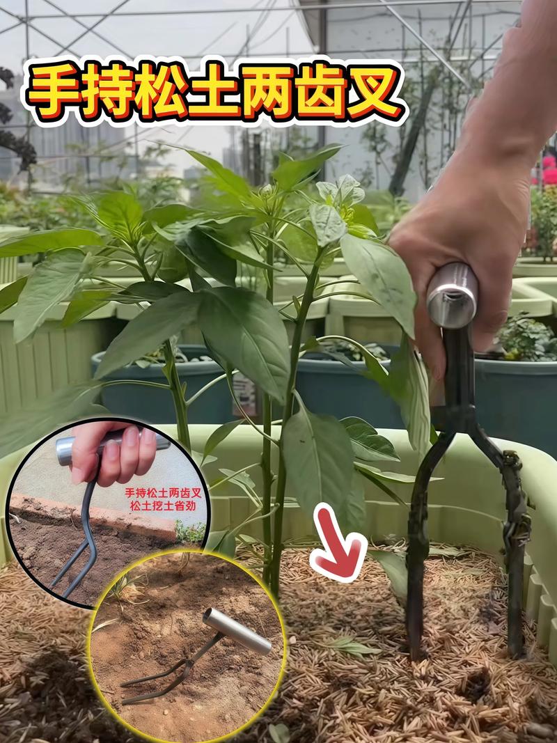 怎么给花松土不伤根?掌握这5个技巧,根系安全又透气 松土的最佳时机