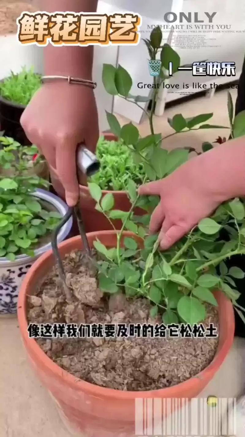 怎么给花松土不伤根?掌握这5个技巧,根系安全又透气 特殊场景的处理