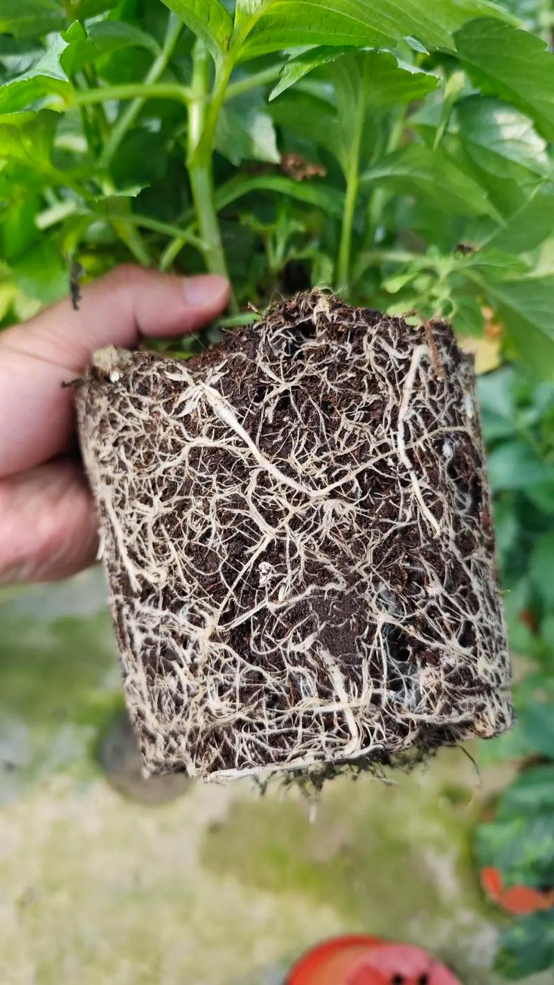 怎么给花松土不伤根?掌握这5个技巧,根系安全又透气 松土后的养护要点