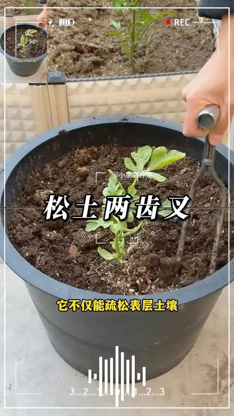 怎么给花松土不伤根?掌握这5个技巧,根系安全又透气 总结