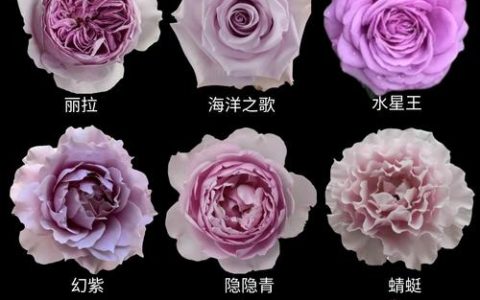 月季花怎么浇水怎么养，家庭养护全攻略