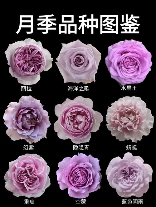月季花怎么浇水怎么养,家庭养护全攻略 浇水:干透浇透,是月季盆栽最安全的浇水方式