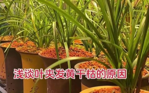 兰花黄叶是什么原因怎样处理？专家诊断与防治全指南