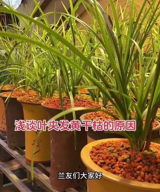 兰花黄叶是什么原因怎样处理？专家诊断与防治全指南