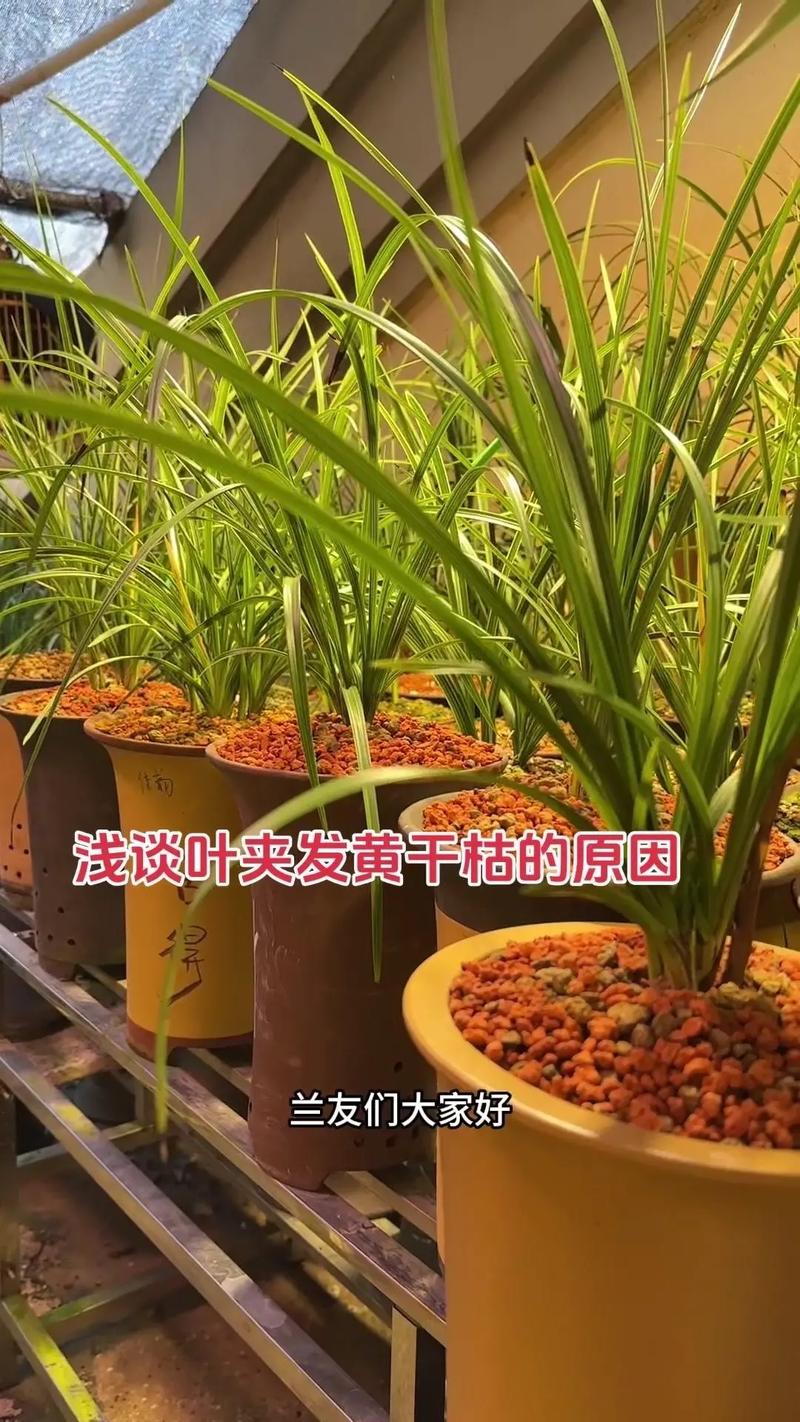 兰花黄叶是什么原因怎样处理?专家诊断与防治全指南 兰花黄叶是什么原因怎样处理?专家诊断与防治全指南