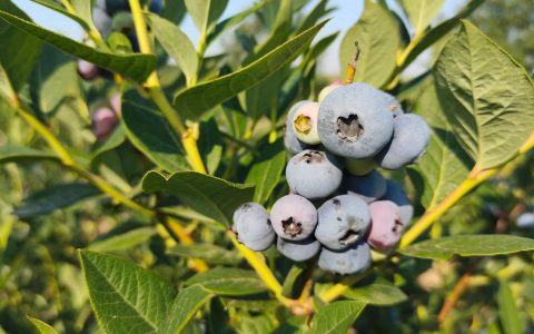蓝莓种植避坑指南：最适合不挑土环境的3大蓝莓品种推荐