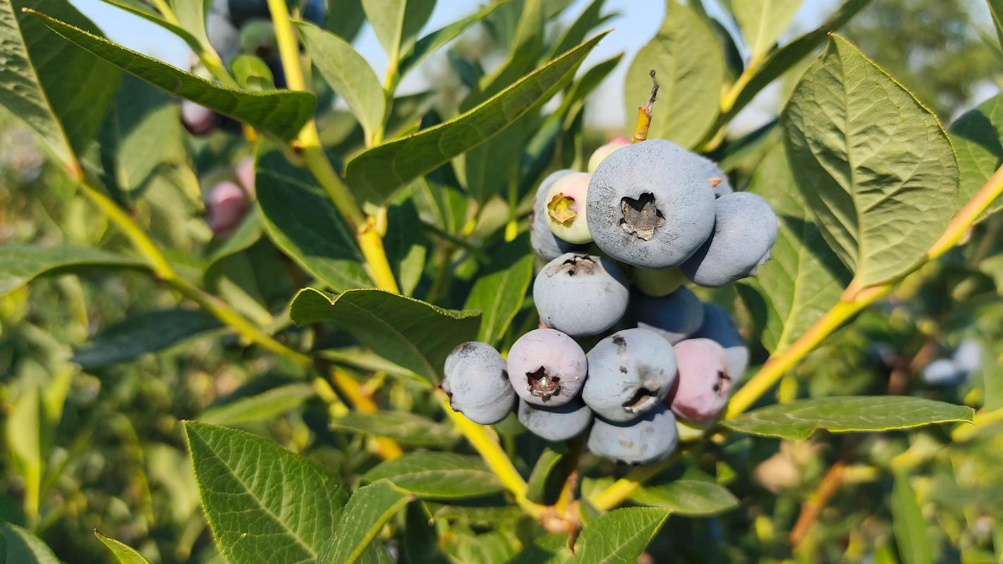 蓝莓种植避坑指南:最适合不挑土环境的3大蓝莓品种推荐 蓝莓种植避坑指南:最适合不挑土环境的3大蓝莓品种推荐